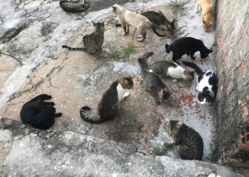 Polícia investiga morte de 10 gatos no Centro Administrativo em Teresina
